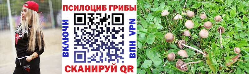 OMG маркетплейс  Зубцов  Псилоцибиновые грибы прущие грибы 